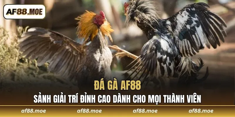 Đá Gà AF88