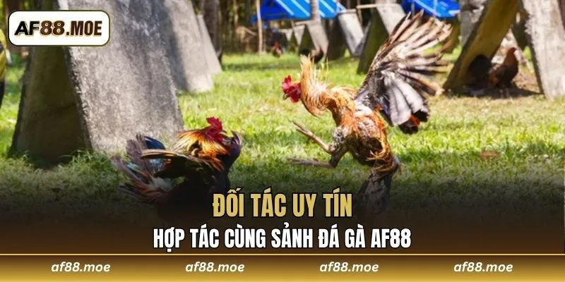 Đối tác uy tín hợp tác cùng sảnh Đá Gà AF88