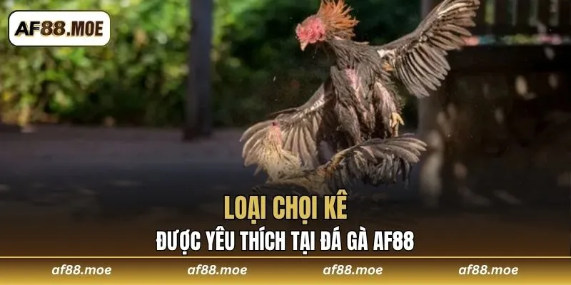 Loại chọi kê được yêu thích tại Đá Gà AF88